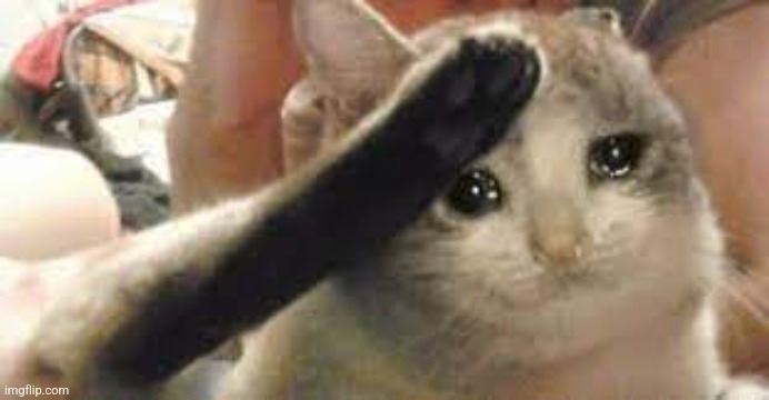 Sad Cat Salute | image tagged in sad cat salute | made w/ Imgflip meme maker