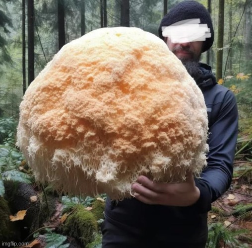 (Not my picture, found it online) This is the biggest Lions Mane mushroom ever found. | image tagged in mushrooms | made w/ Imgflip meme maker