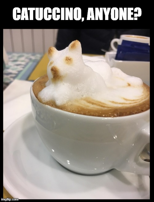 Cappuccino Cat | CATUCCINO, ANYONE? | image tagged in coffee,cats,funny cats,coffee addict,hipster barista,starbucks | made w/ Imgflip meme maker