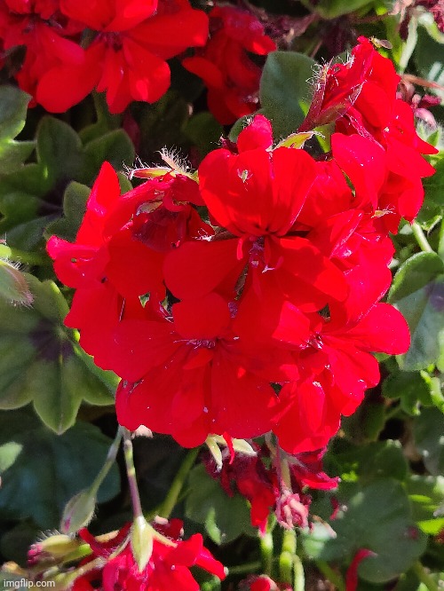 Some red flowers (#1,058) | image tagged in flowers | made w/ Imgflip meme maker