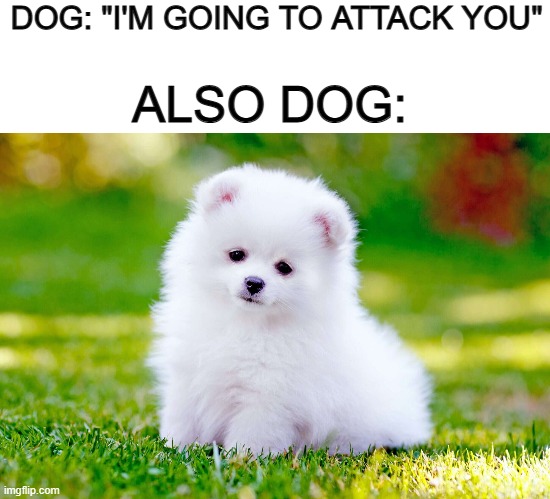 That cute puppy doesn't seem very vicious... XD | DOG: "I'M GOING TO ATTACK YOU"; ALSO DOG: | image tagged in blank white template | made w/ Imgflip meme maker