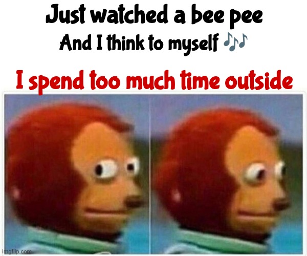 Betcha Never Saw A Bee Pee | Just watched a bee pee; And I think to myself 🎶; I spend too much time outside | image tagged in memes,monkey puppet,bees urinate who knew,i did not need to know that,tmi,bees | made w/ Imgflip meme maker