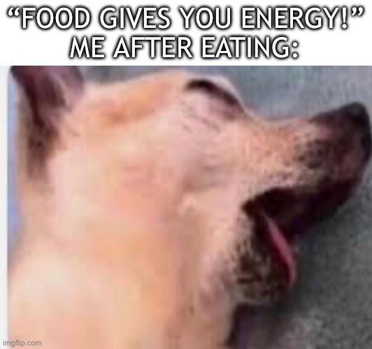 Am I the only one- | “FOOD GIVES YOU ENERGY!”
ME AFTER EATING: | image tagged in dog,memes,tired | made w/ Imgflip meme maker
