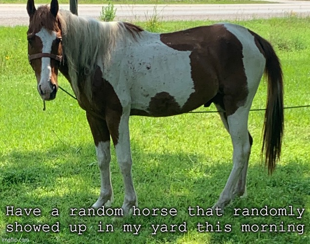 Have a random horse that randomly showed up in my yard this morning | made w/ Imgflip meme maker