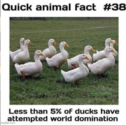 image tagged in ducks,memes,funny | made w/ Imgflip meme maker
