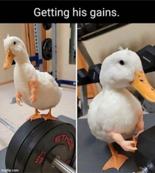 image tagged in ducks,memes,funny | made w/ Imgflip meme maker