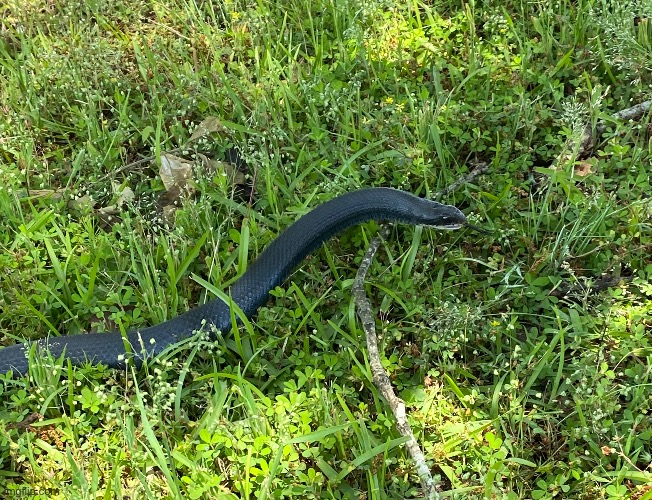A black racer I found in my front yard | image tagged in snake,nature,georgia | made w/ Imgflip meme maker