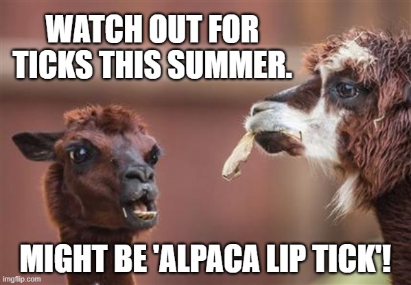 Alpaca Lip Tick | WATCH OUT FOR TICKS THIS SUMMER. MIGHT BE 'ALPACA LIP TICK'! | image tagged in satire,humor,alpaca | made w/ Imgflip meme maker