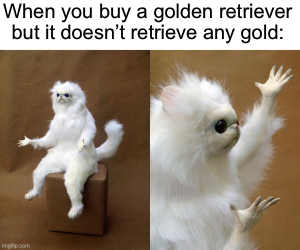 So that was a f**king lie | When you buy a golden retriever but it doesn’t retrieve any gold: | image tagged in memes,persian cat room guardian,funny | made w/ Imgflip meme maker
