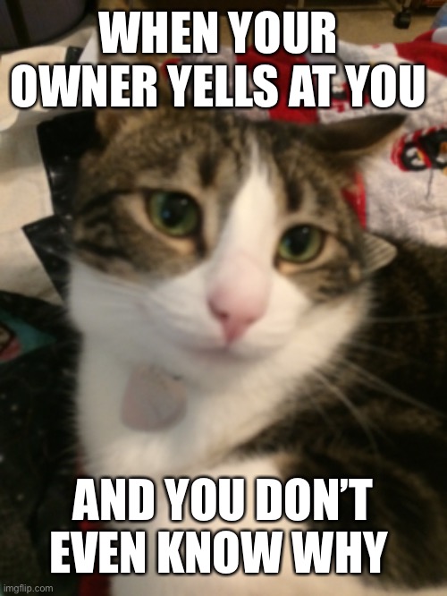 Sad kitty | WHEN YOUR  OWNER YELLS AT YOU; AND YOU DON’T EVEN KNOW WHY | image tagged in sad kitten | made w/ Imgflip meme maker