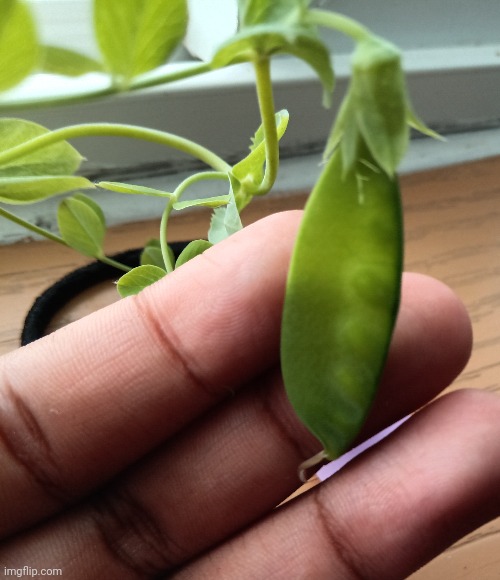 Pea update: he's got his first pea growing! | made w/ Imgflip meme maker