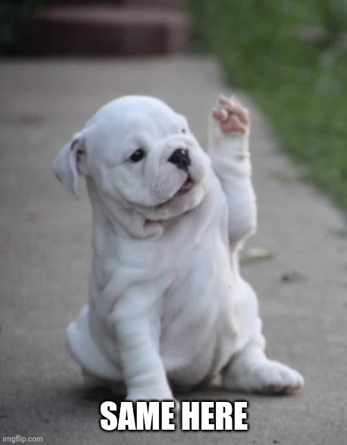 Puppy High Five  | SAME HERE | image tagged in puppy high five | made w/ Imgflip meme maker