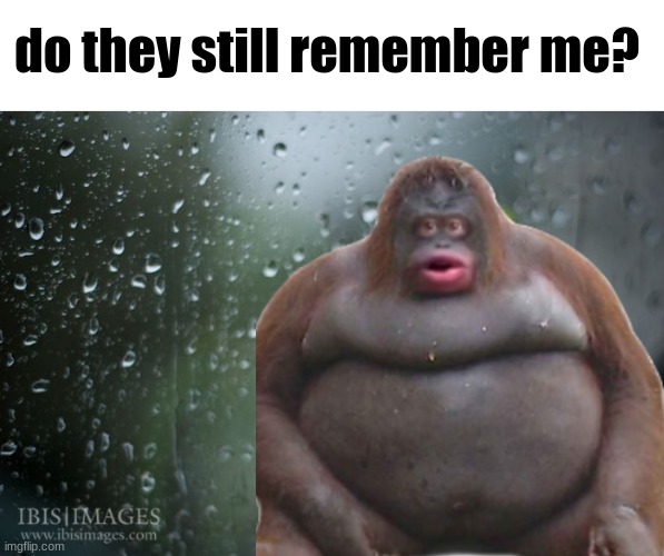 monke | do they still remember me? | image tagged in kermit window,nostalgia,2018,silly,uh oh stinky | made w/ Imgflip meme maker