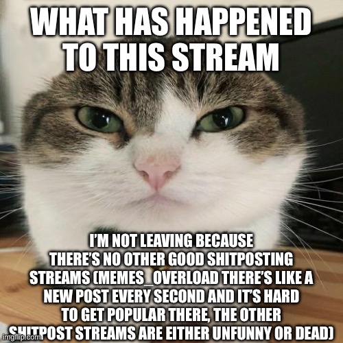 Until I find a better shitposting stream I’m staying on msmg | WHAT HAS HAPPENED TO THIS STREAM; I’M NOT LEAVING BECAUSE THERE’S NO OTHER GOOD SHITPOSTING STREAMS (MEMES_OVERLOAD THERE’S LIKE A NEW POST EVERY SECOND AND IT’S HARD TO GET POPULAR THERE, THE OTHER SHITPOST STREAMS ARE EITHER UNFUNNY OR DEAD) | image tagged in wawa cat | made w/ Imgflip meme maker