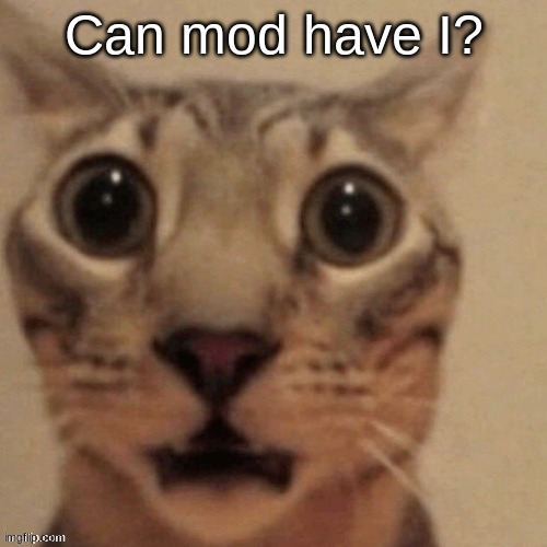 in shock | Can mod have I? | image tagged in in shock | made w/ Imgflip meme maker