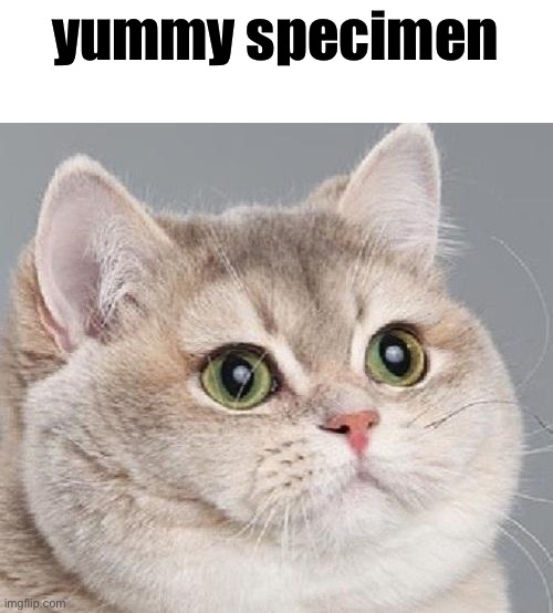 breathing intensifies | yummy specimen | image tagged in breathing intensifies | made w/ Imgflip meme maker