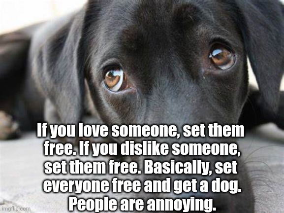 Get A Dog | If you love someone, set them 
free. If you dislike someone,
set them free. Basically, set 
everyone free and get a dog.
People are annoying. | image tagged in dogs,love,society,annoying people | made w/ Imgflip meme maker