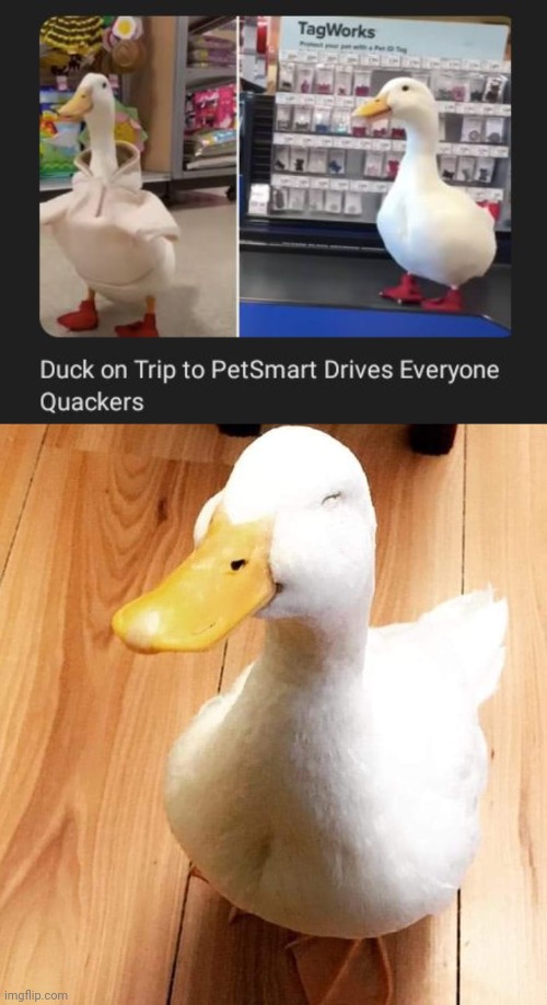 PetSmart | image tagged in smile duck,ducks,duck,petsmart,trip,memes | made w/ Imgflip meme maker