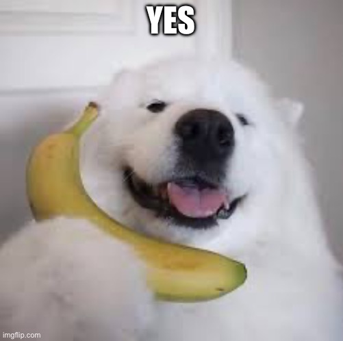 Yes, This is Dog | YES | image tagged in yes this is dog | made w/ Imgflip meme maker