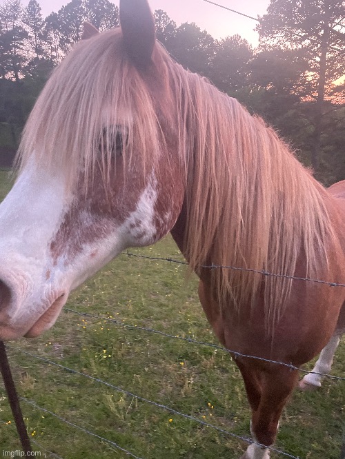 This is my horse. His name is Fabio | image tagged in photography,photos,horse | made w/ Imgflip meme maker