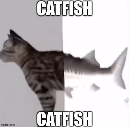 CATFISH; CATFISH | image tagged in random,cats,fish | made w/ Imgflip meme maker