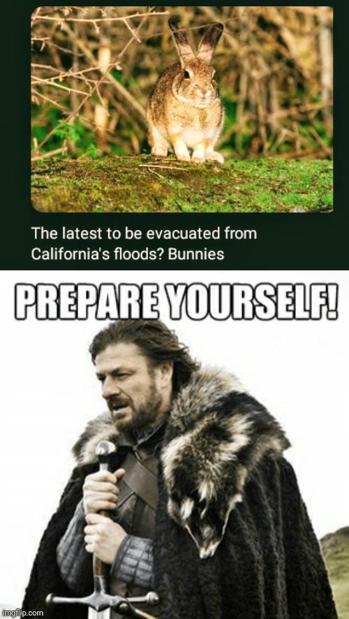 The bunnies evacuation | image tagged in prepare yourselves,bunnies,bunny,evacuation,memes,floods | made w/ Imgflip meme maker