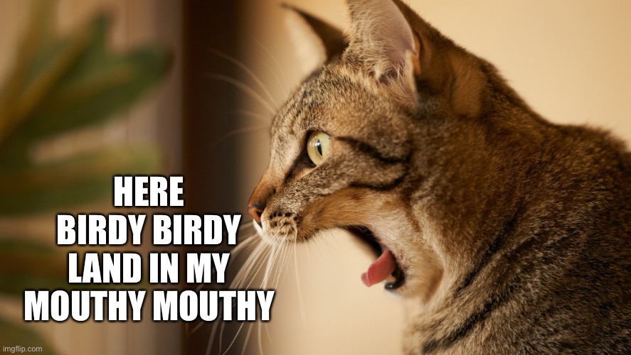 HERE BIRDY BIRDY LAND IN MY MOUTHY MOUTHY | image tagged in cats | made w/ Imgflip meme maker