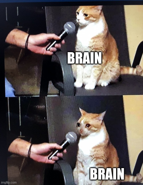 Cat interview crying | BRAIN BRAIN | image tagged in cat interview crying | made w/ Imgflip meme maker