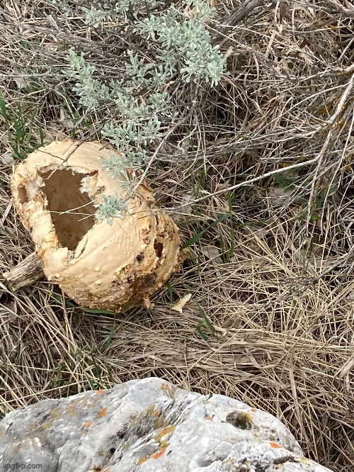 Giant hornet nest I found at 2nd dam | made w/ Imgflip meme maker