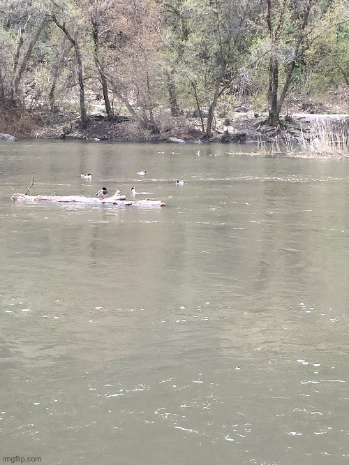 Some ducks I found at 2nd dam diving for fish | made w/ Imgflip meme maker