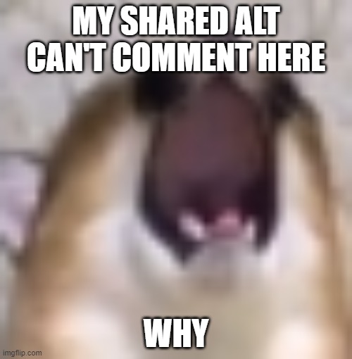 MY BALS!!! | MY SHARED ALT CAN'T COMMENT HERE; WHY | image tagged in my bals | made w/ Imgflip meme maker