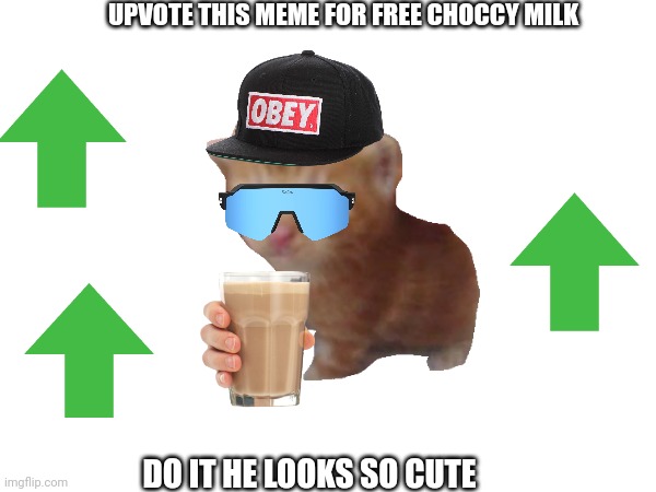 You heard the man | UPVOTE THIS MEME FOR FREE CHOCCY MILK; DO IT HE LOOKS SO CUTE | image tagged in cats | made w/ Imgflip meme maker