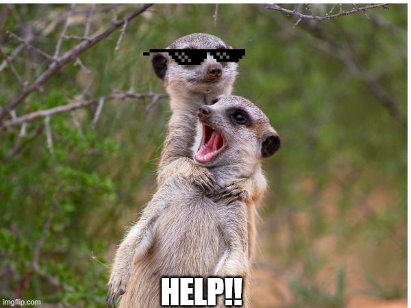 Meerkat being kidnapped | HELP!! | image tagged in meerkats,help me,sunglasses | made w/ Imgflip meme maker