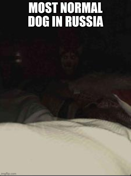 the dog in the morning | MOST NORMAL DOG IN RUSSIA | image tagged in the dog in the morning | made w/ Imgflip meme maker