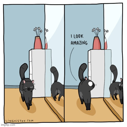 A Cat's Way Of Thinking | image tagged in memes,comics/cartoons,cats,passing,mirror,amazing | made w/ Imgflip meme maker