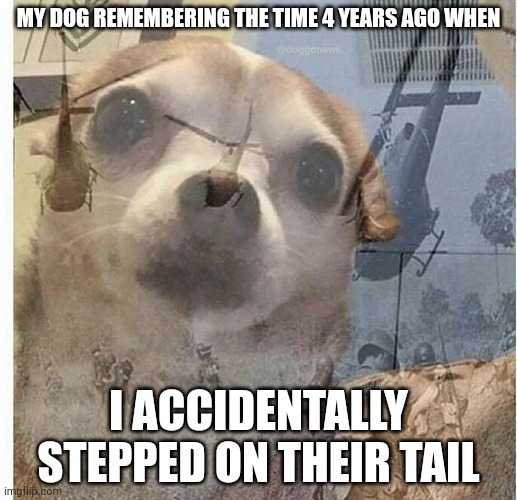PTSD Chihuahua | MY DOG REMEMBERING THE TIME 4 YEARS AGO WHEN; I ACCIDENTALLY STEPPED ON THEIR TAIL | image tagged in ptsd chihuahua,dog,funny | made w/ Imgflip meme maker