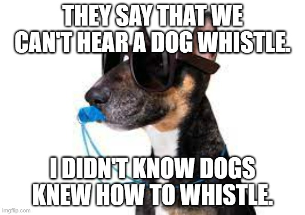 meme by Brad dog whistle | THEY SAY THAT WE CAN'T HEAR A DOG WHISTLE. I DIDN'T KNOW DOGS KNEW HOW TO WHISTLE. | image tagged in dog | made w/ Imgflip meme maker