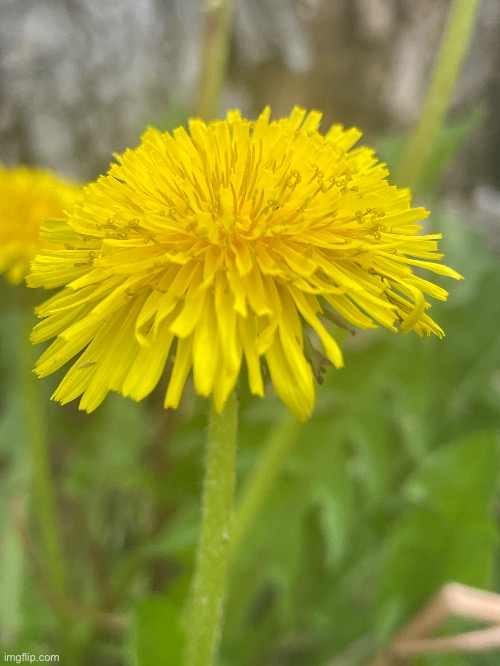 A dandelion up close | image tagged in photos,photography,flowers | made w/ Imgflip meme maker