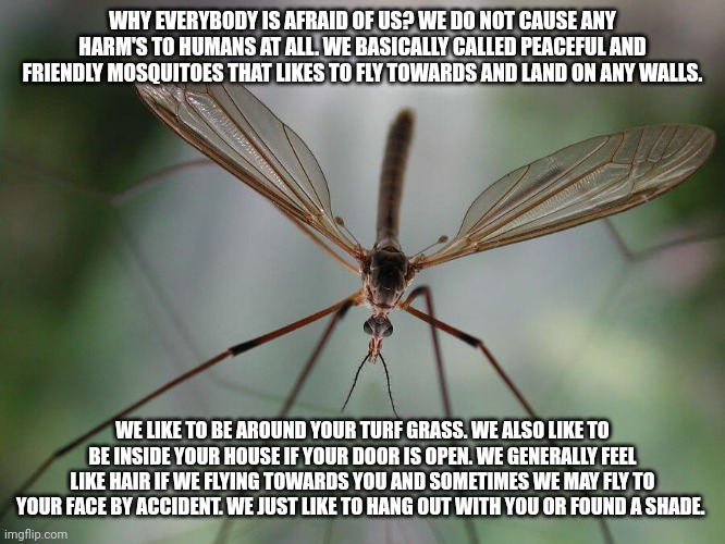 You think you scare of Crane Files? Will here's what they have to say? | WHY EVERYBODY IS AFRAID OF US? WE DO NOT CAUSE ANY HARM'S TO HUMANS AT ALL. WE BASICALLY CALLED PEACEFUL AND FRIENDLY MOSQUITOES THAT LIKES TO FLY TOWARDS AND LAND ON ANY WALLS. WE LIKE TO BE AROUND YOUR TURF GRASS. WE ALSO LIKE TO BE INSIDE YOUR HOUSE IF YOUR DOOR IS OPEN. WE GENERALLY FEEL LIKE HAIR IF WE FLYING TOWARDS YOU AND SOMETIMES WE MAY FLY TO YOUR FACE BY ACCIDENT. WE JUST LIKE TO HANG OUT WITH YOU OR FOUND A SHADE. | image tagged in crane file's | made w/ Imgflip meme maker