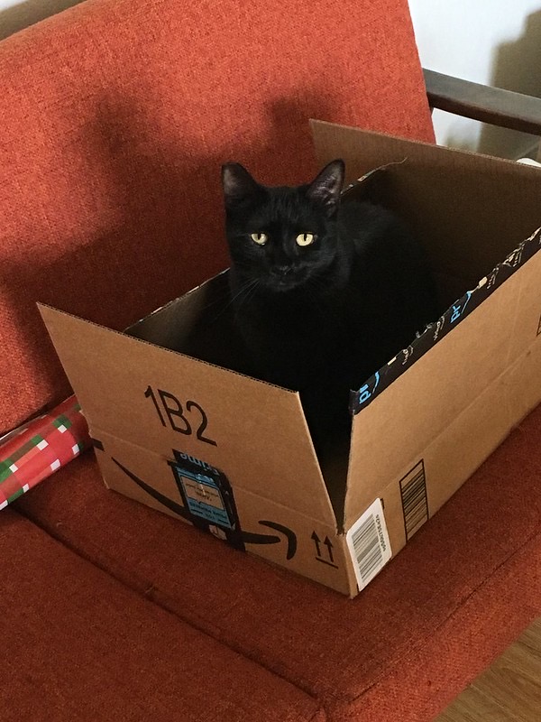 Cat in an Amazon box Blank Meme Template