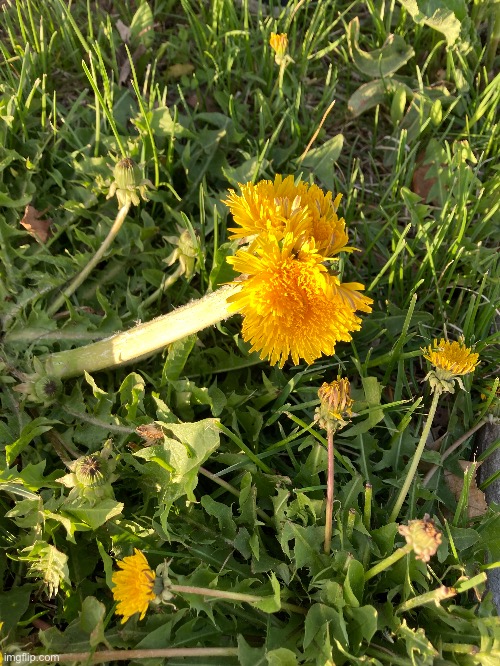 A dandelion that clumped with two others | made w/ Imgflip meme maker