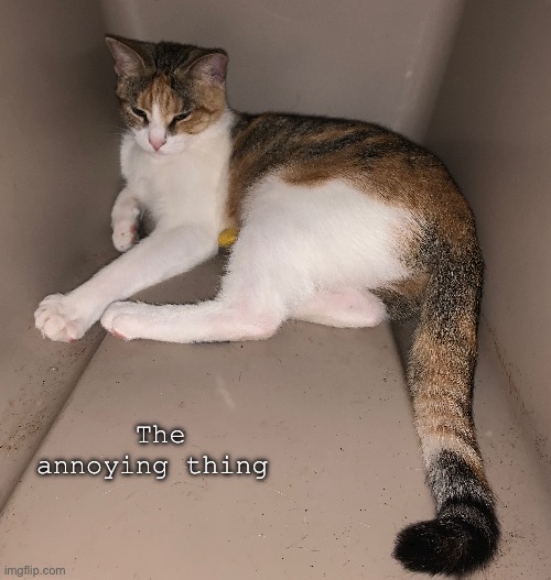 The annoying thing | made w/ Imgflip meme maker