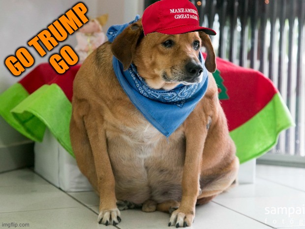 fat dog | GO TRUMP
GO | image tagged in fat dog | made w/ Imgflip meme maker