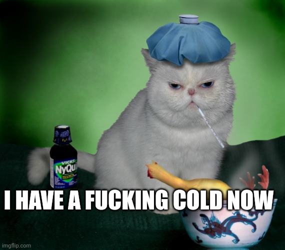 News | I HAVE A FUCKING COLD NOW | image tagged in sick cat | made w/ Imgflip meme maker