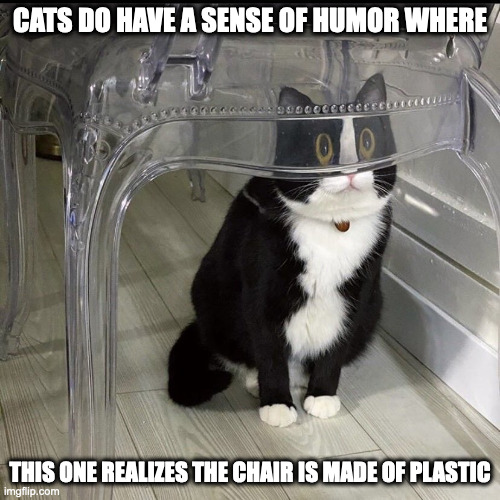 Cat Under Transparent Chair | CATS DO HAVE A SENSE OF HUMOR WHERE; THIS ONE REALIZES THE CHAIR IS MADE OF PLASTIC | image tagged in cats,chair,memes | made w/ Imgflip meme maker
