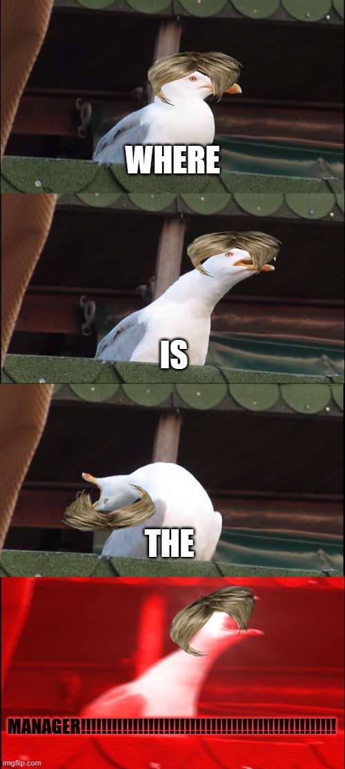 Inhaling Seagull | WHERE; IS; THE; MANAGER!!!!!!!!!!!!!!!!!!!!!!!!!!!!!!!!!!!!!!!!!!!!!!!!! | image tagged in memes,inhaling seagull | made w/ Imgflip meme maker
