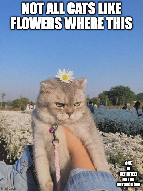Cat With Flower on Head | NOT ALL CATS LIKE FLOWERS WHERE THIS; ONE IS DEFINITELY NOT AN OUTDOOR ONE | image tagged in cats,memes | made w/ Imgflip meme maker