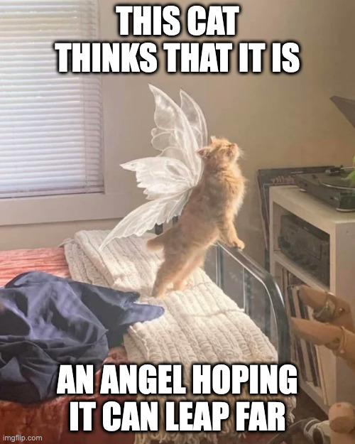 Cat With Wings | THIS CAT THINKS THAT IT IS; AN ANGEL HOPING IT CAN LEAP FAR | image tagged in cats,memes | made w/ Imgflip meme maker
