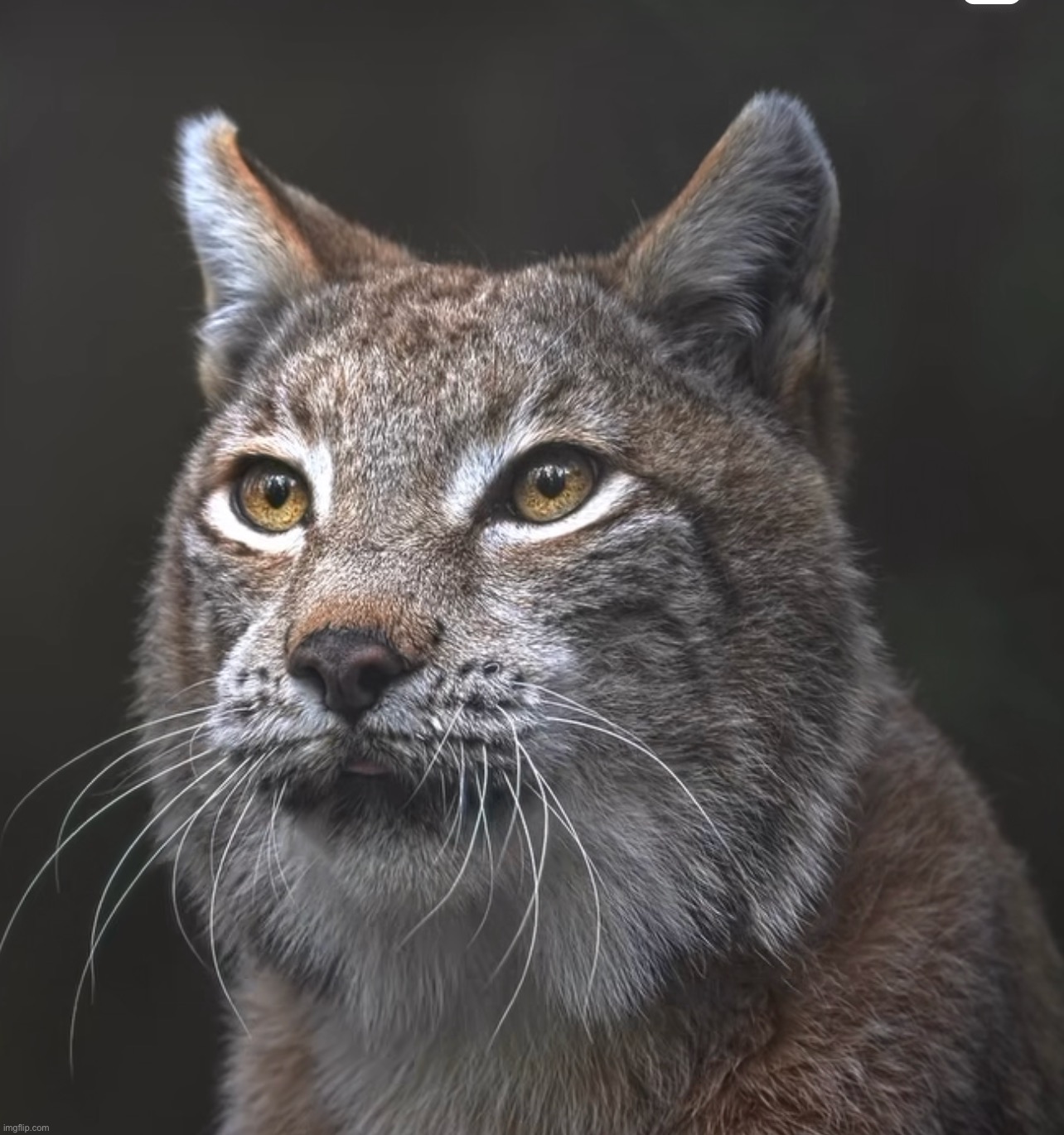 Bobcat (not my photo) | made w/ Imgflip meme maker