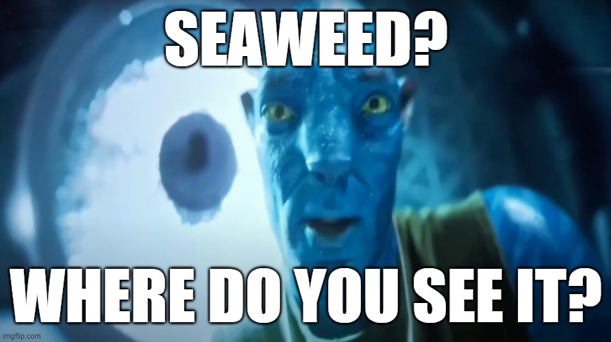 Staring Avatar Guy | SEAWEED? WHERE DO YOU SEE IT? | image tagged in staring avatar guy,memes,puns | made w/ Imgflip meme maker
